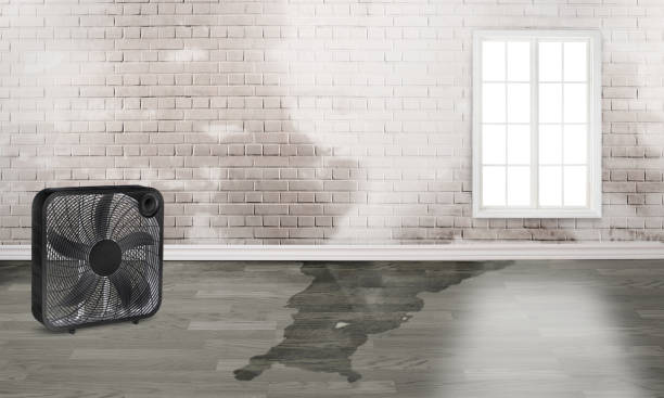Best Water damage restoration near me  in Clyde, NC